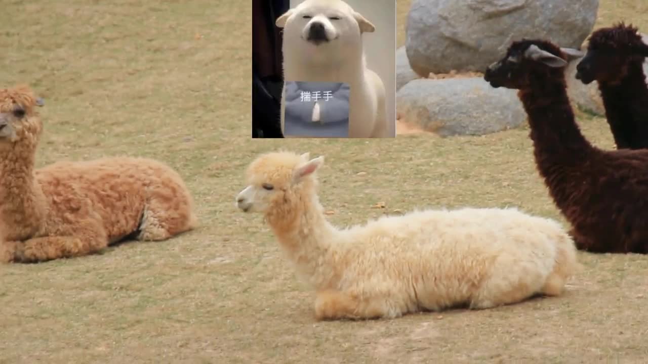 alpacas