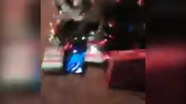 FUNNY ANIMAL VIDEOS/FUNNY CATS