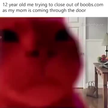 funny videos funny cat