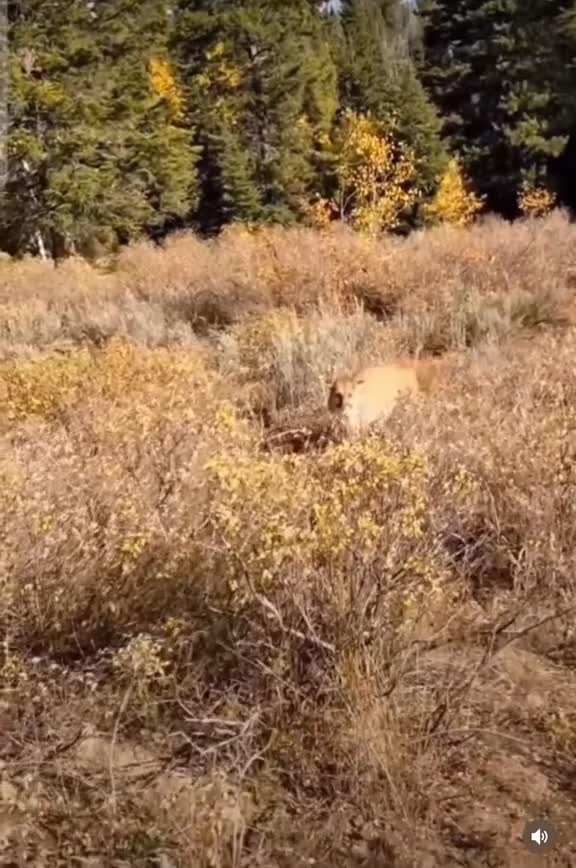 It's not the kind of cougar you want after you! 🦁 . 🎥