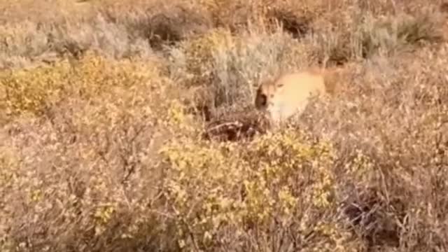 It's not the kind of cougar you want after you! 🦁 . 🎥