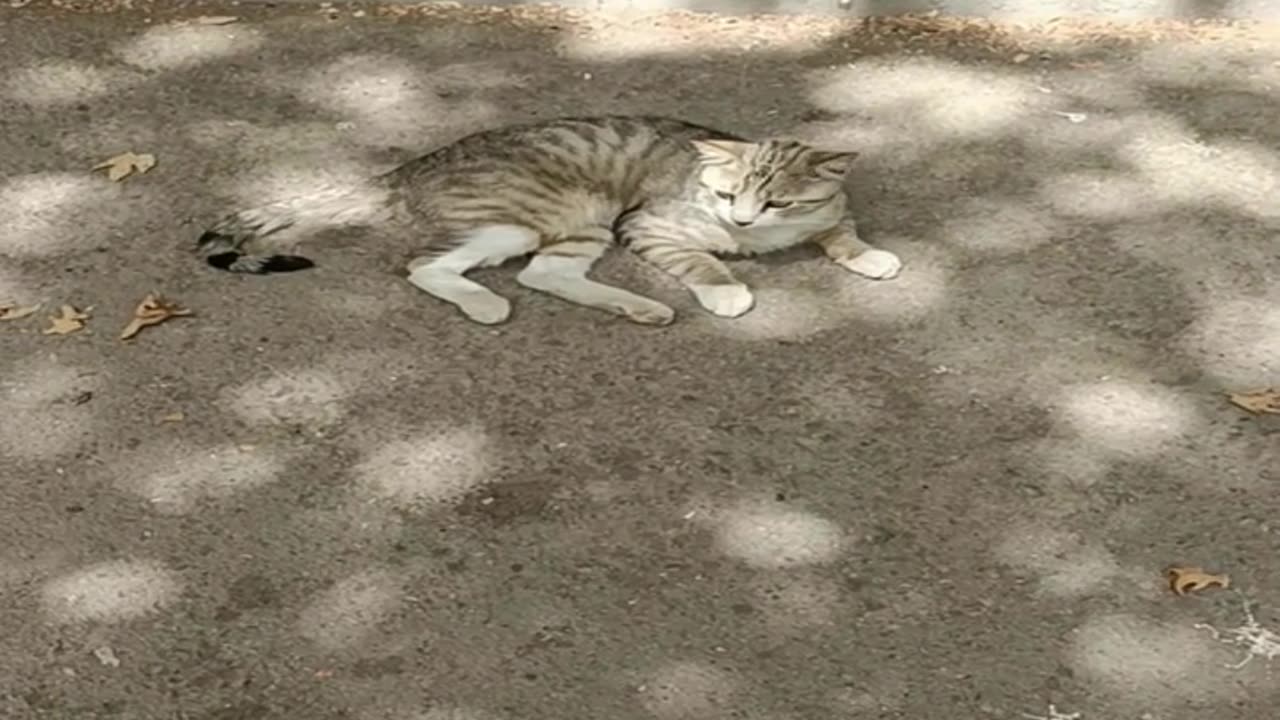 A cute and beautiful cat is resting