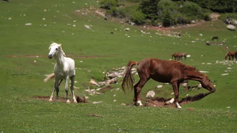 Horses Bucking In Alty Sharan