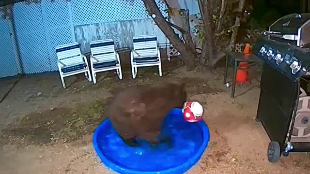 Bear Family Has Backyard Fun