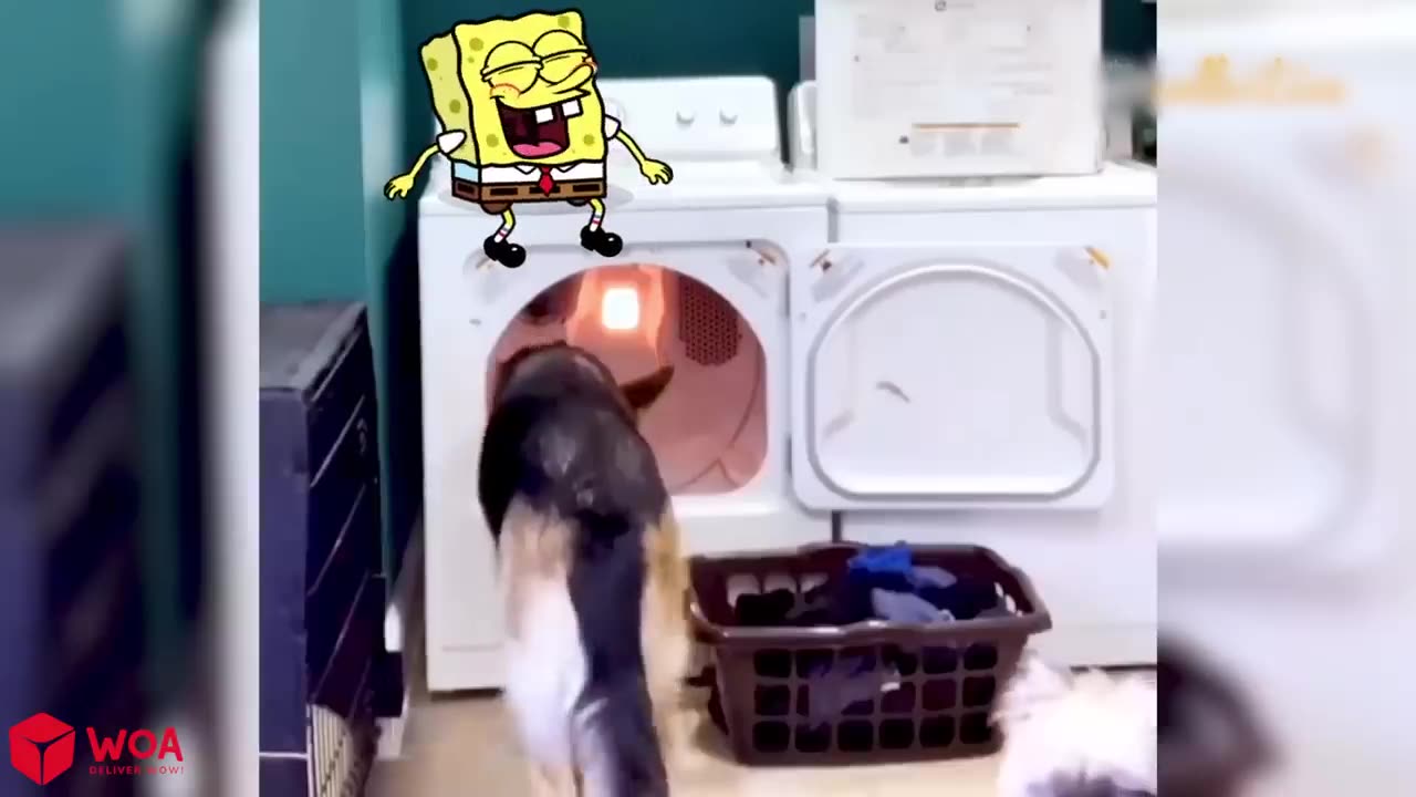 Funniest cat and dog video_cat farts is so annoying spongebob_spongebob in real life