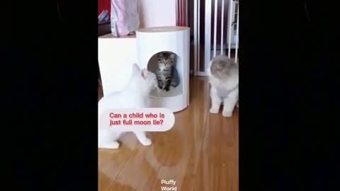 Try Not To Laugh | Funny Cats Of The Month | Pluffy World