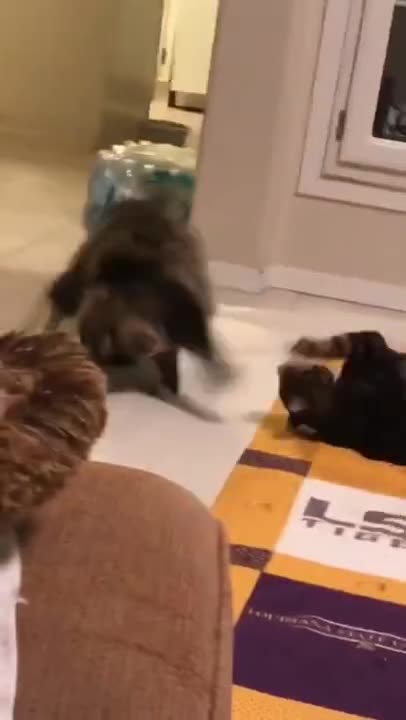 Funny animal videos|cute animal video |funny dog & cat video| try not to laugh|