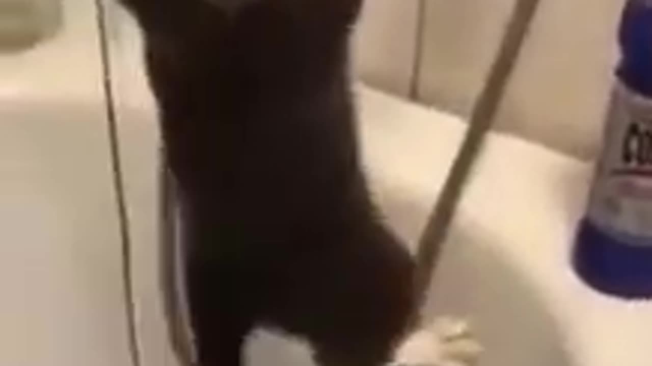 cat playing in the shower