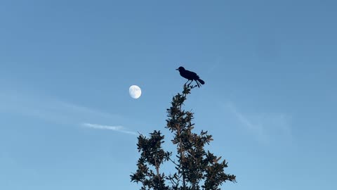 Grackle howling at the moon