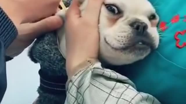 Funny Dog Injection videos - Dog Injection Funny Compilation