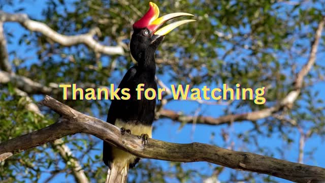 The Amazing Rhinoceros Hornbill