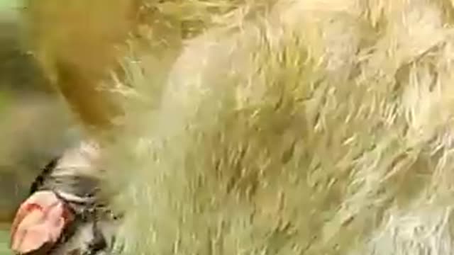 Very good mom Clora some gave milk |