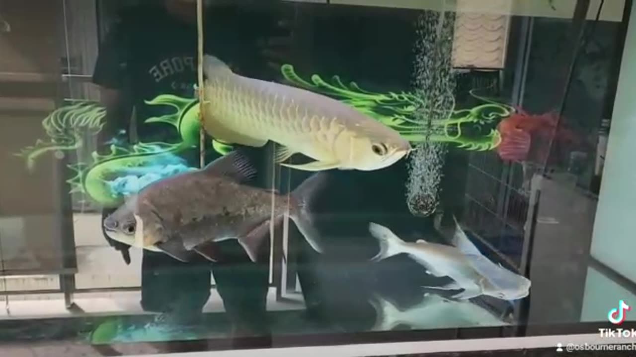 Arowana Fish