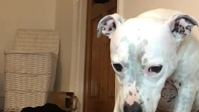 Cute Animalvids 02