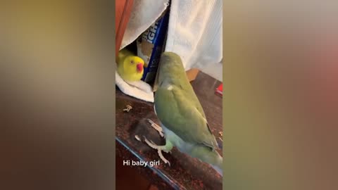 FUNNY AND CUTE PARROTS - TRY NOT TO LAUGH!! ❤️🦜