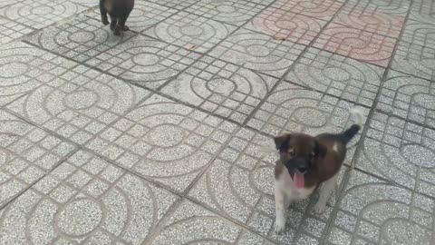 Funny dogs and cats TikTok compilation #3