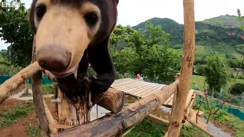 Orphan Sun Bear Gets A New Chance At Life | Bears About The House | BBC Earth