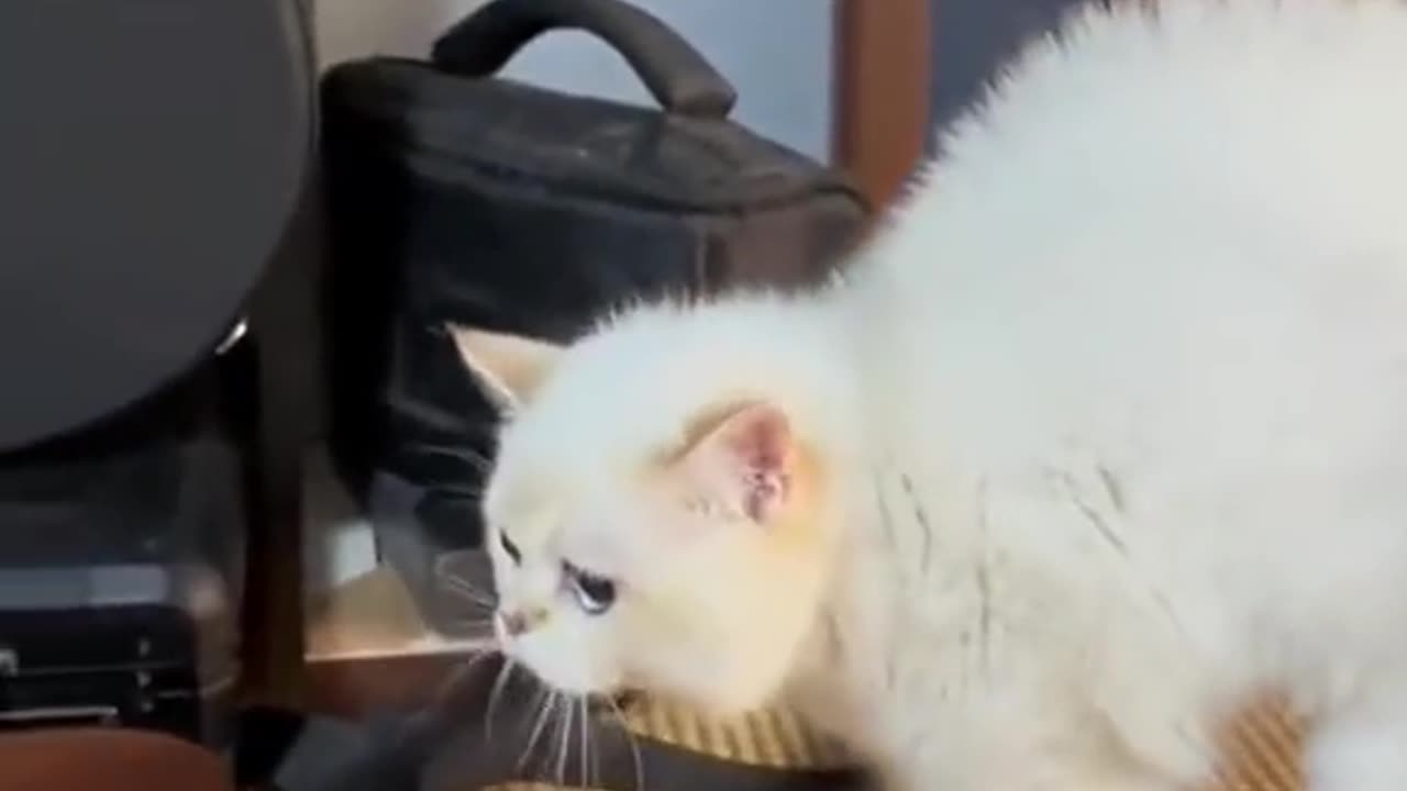 😂 "Cat-tastrophe: Hilarious Bully Cat Video Compilation 2023 🤣