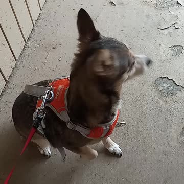 My dog's name is Marley..