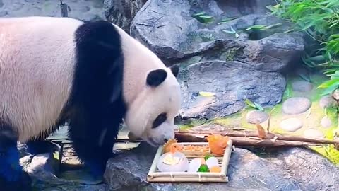 Compared with other foods, pandas prefer bamboo