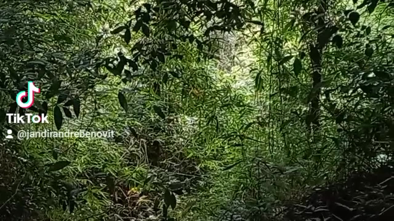 Cachoeira em meio a mata