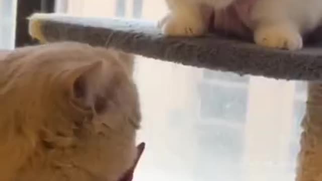 funny-cat-videos-cute-cat-video-funny-cats-and-dogs