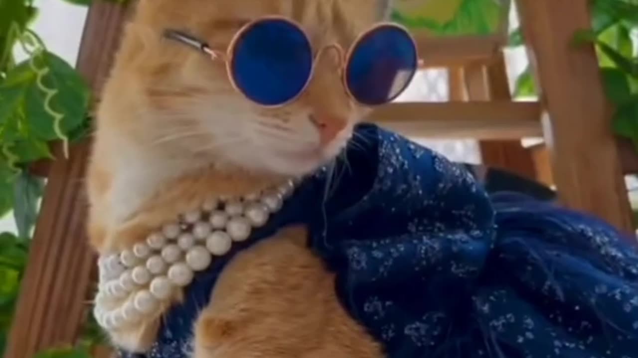 Beautiful cat