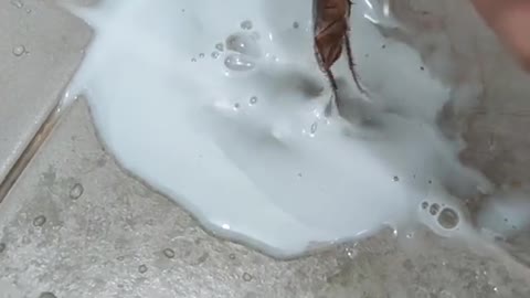 How to kill cockroach in your bathroom