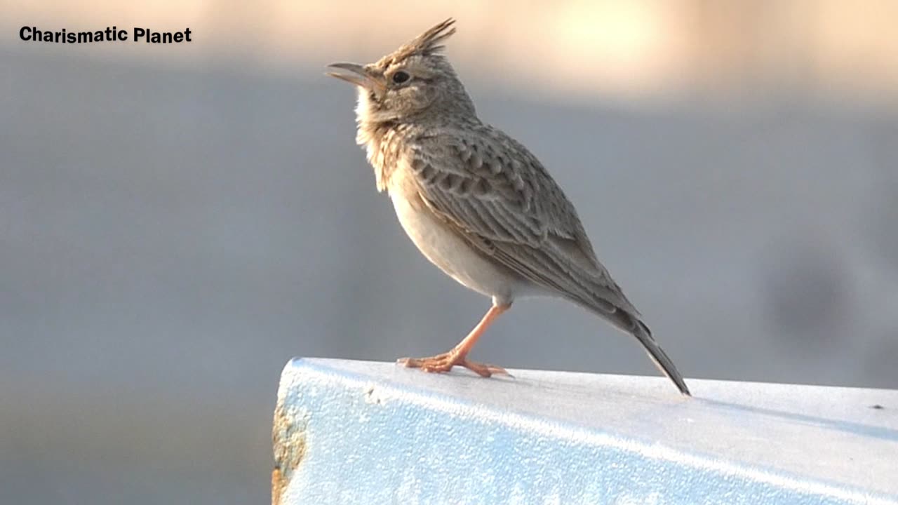 Crested Lark Singing Songs