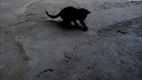 Cat playing football