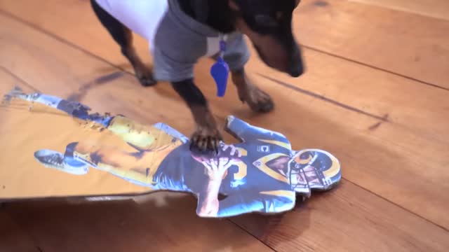 Crusoe Picks SuperBowl Winner (Loser!) - Dog Predicts SuperBowl