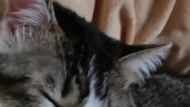 Cat lick the hand