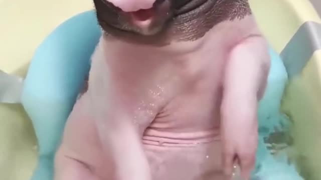 Cerdito que le gusta bañarse. Realmente es muy lindo