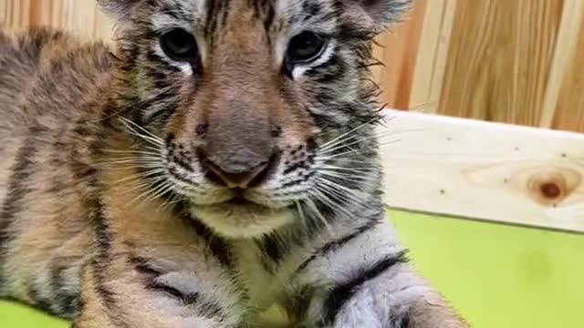 The tiger