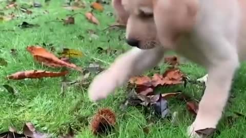 Baby Dogs - Cute and Funny Dog Videos Compilation