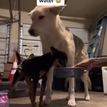 The end 😂😂 Funny Dog - Joy Funny Factory