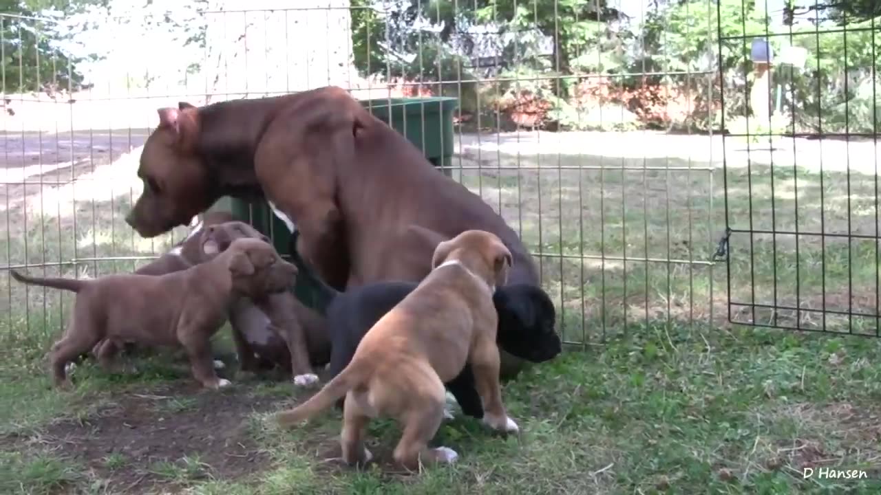 Pit Bull Growls and Snaps at Her Puppies! (in HD