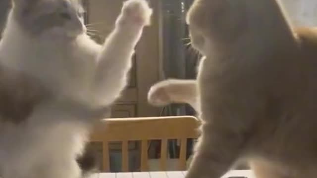 Cats Satisfying inLove Withit