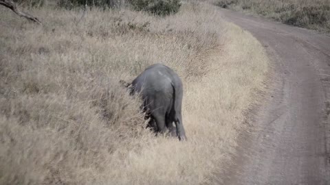 Baby elephant throwing a tantrum