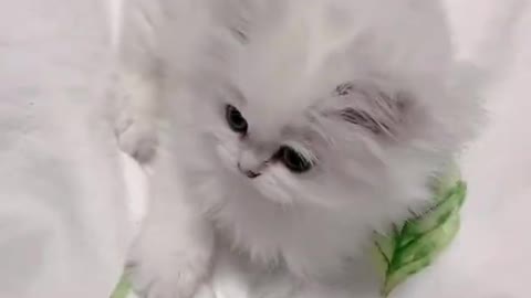 cute cat video