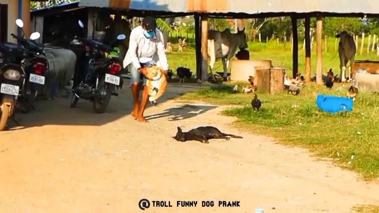 Troll Funny Dog Prank & Fake Lion and Fake Tiger Prank - Must Watch Video