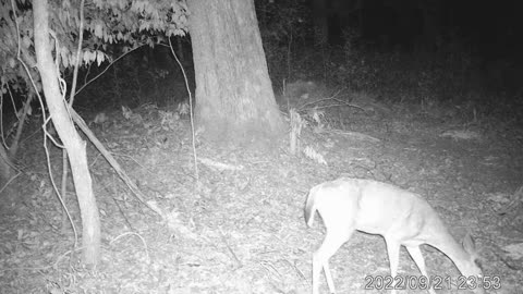 Late Sept 2022 Trailcam North Carolina