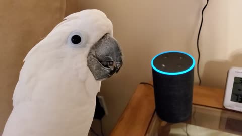 A COOL COCKATOO