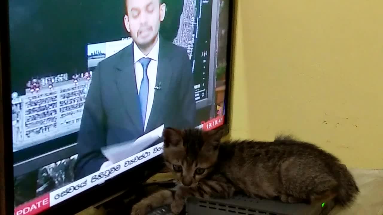 Kitten with TV Screen