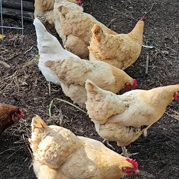 OMC! Spaghetti eating Bonanza! Whitey dives into the crowd as does brownie!