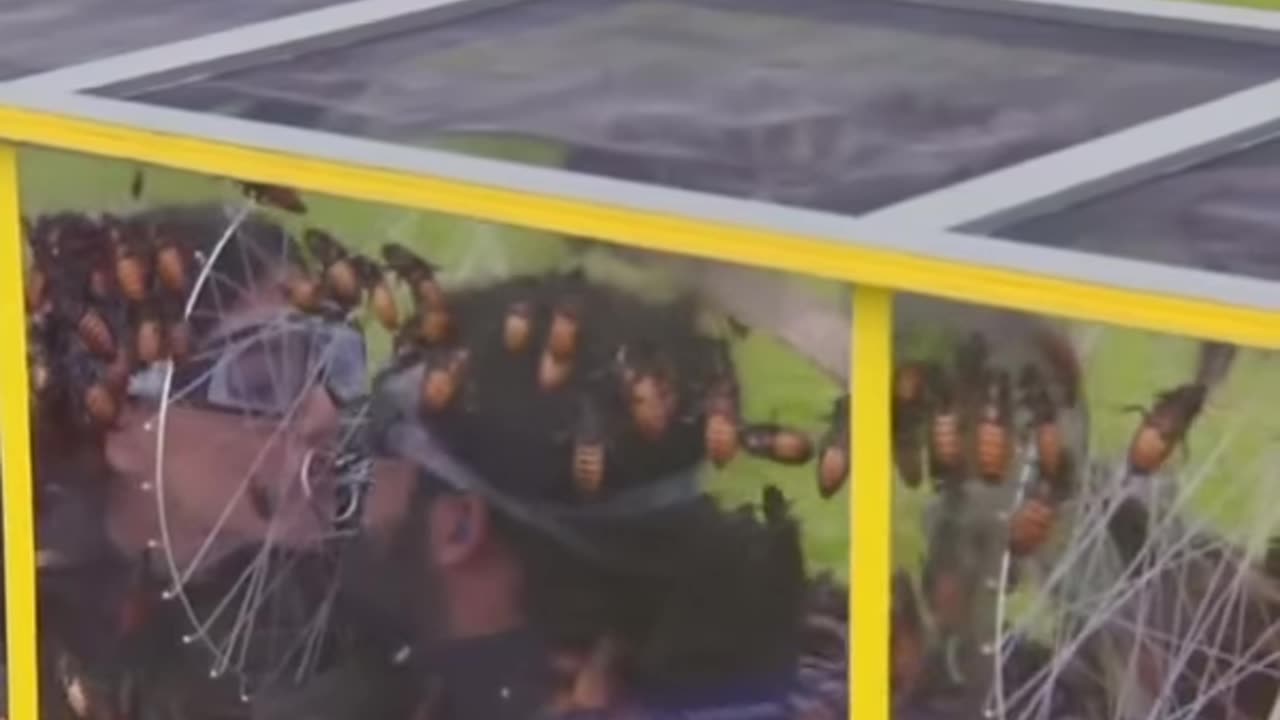 Beurkkk !!! Ce genre de défi pour gagner vraie torture pour les participants.