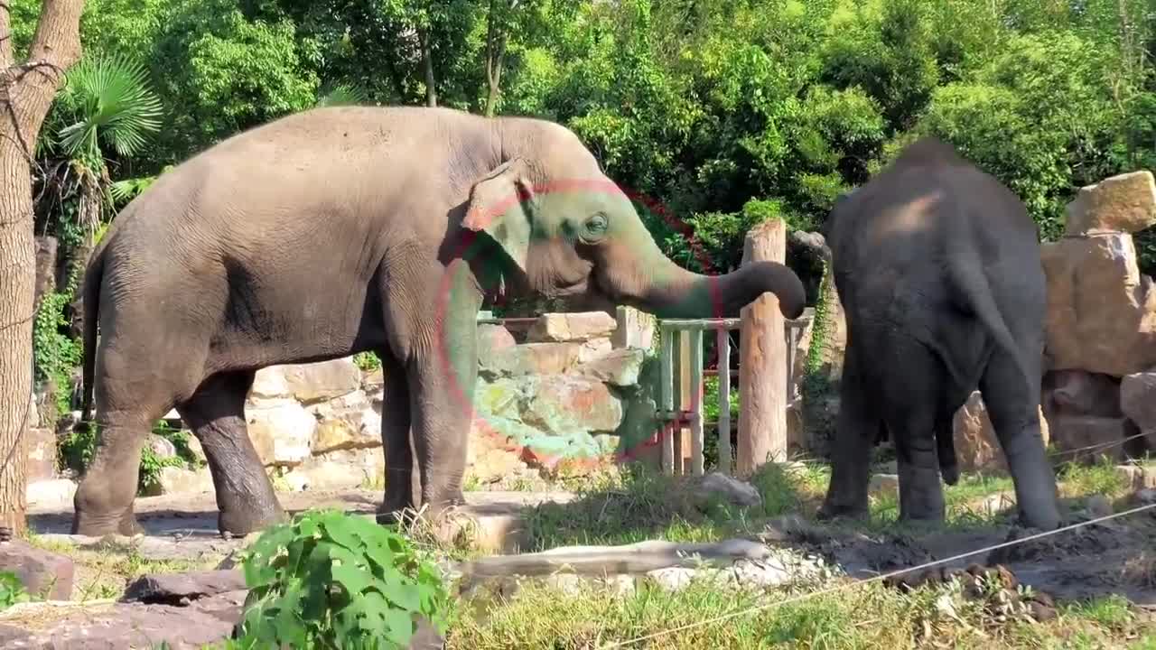 african elephant from wild savanna forest to big animal research zoo 。