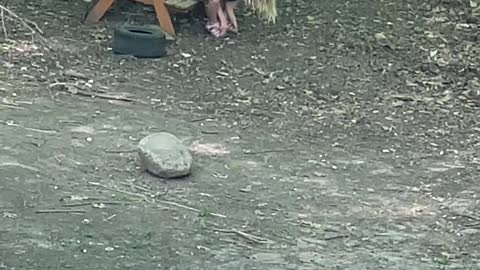 Goat Kid Jumps On Top of Human Kid