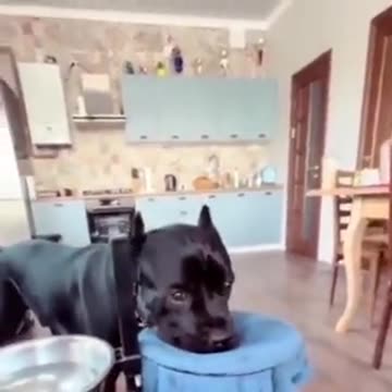 DOG learned to dry his mouth after drinking water