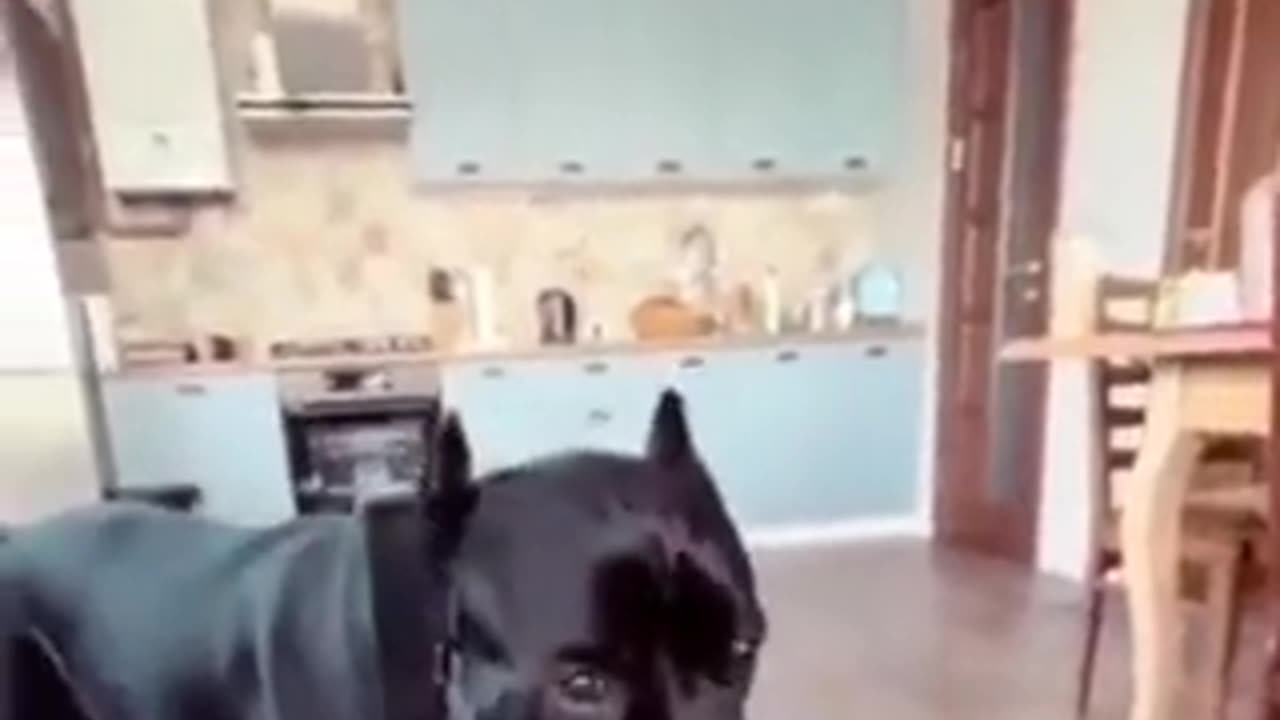 DOG learned to dry his mouth after drinking water